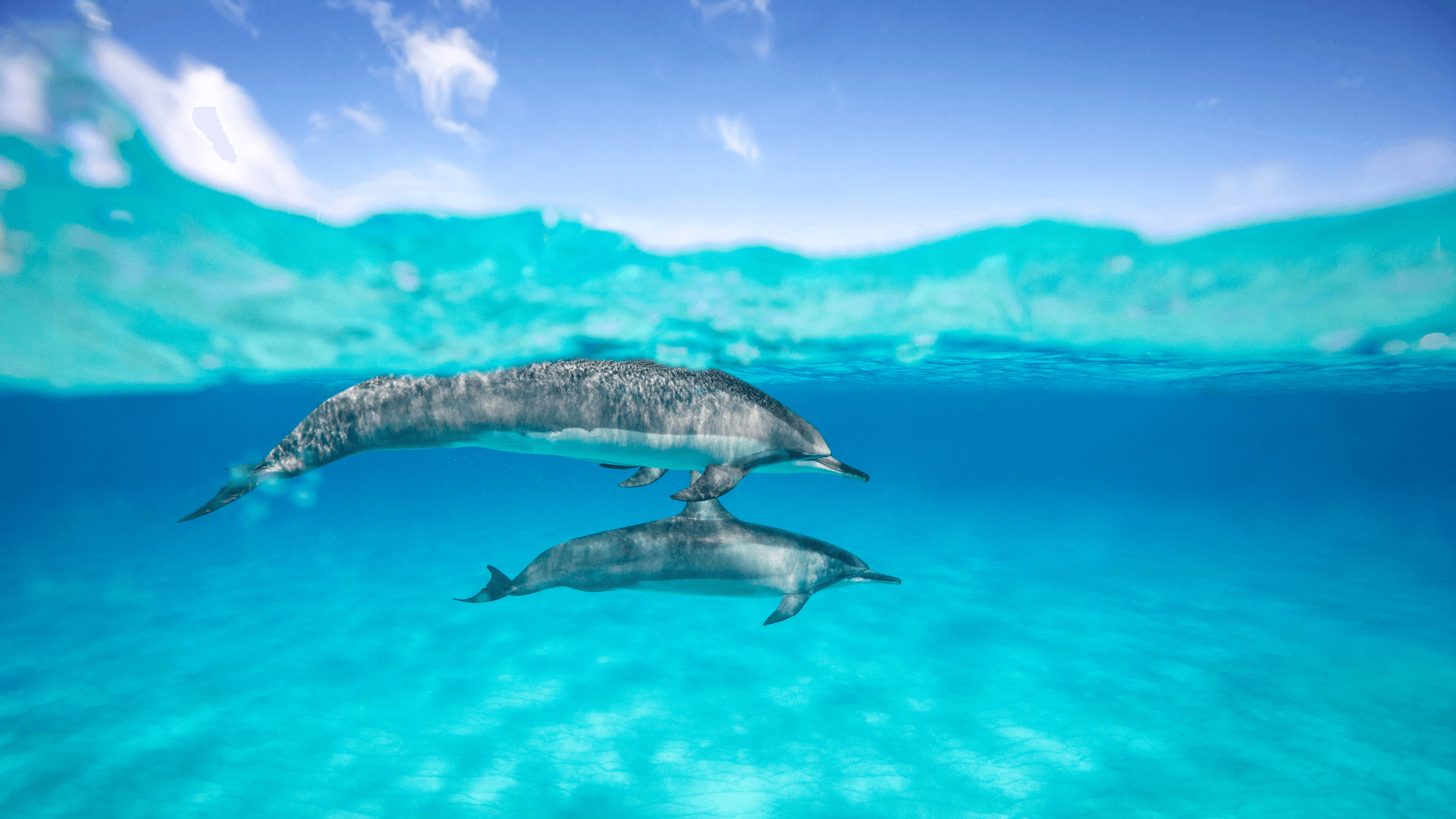 Lovina Dolphin Sunrise